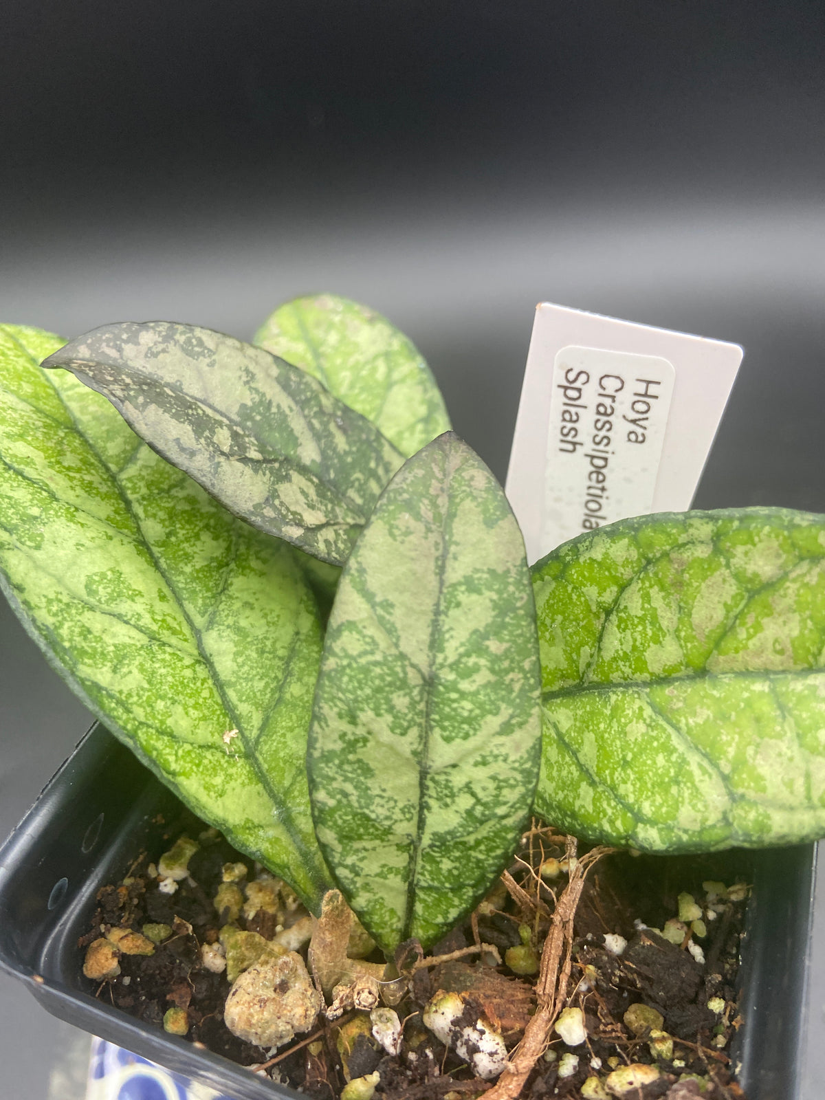 Hoya Crassipetiolata Splash — WYSIWYG