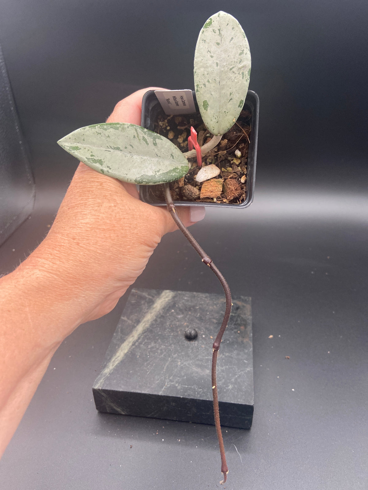 Hoya Carnosa 'Wilbur Graves' Russia