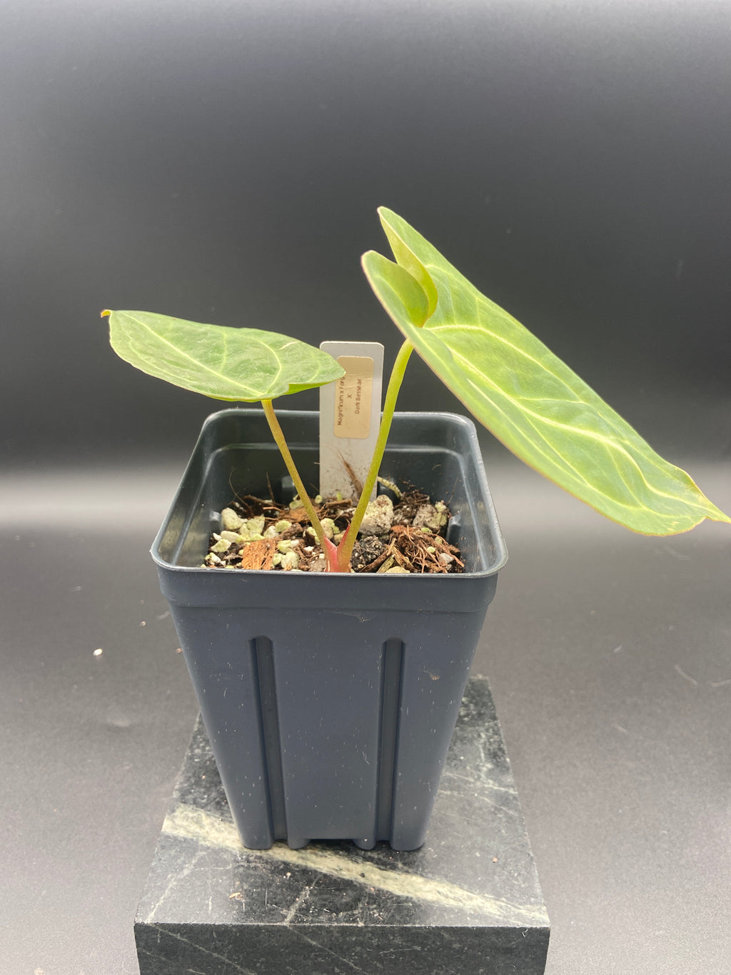 Anthurium (Magnificum x Forgetti) X Dark Besseae Aff. — WYSIWYG