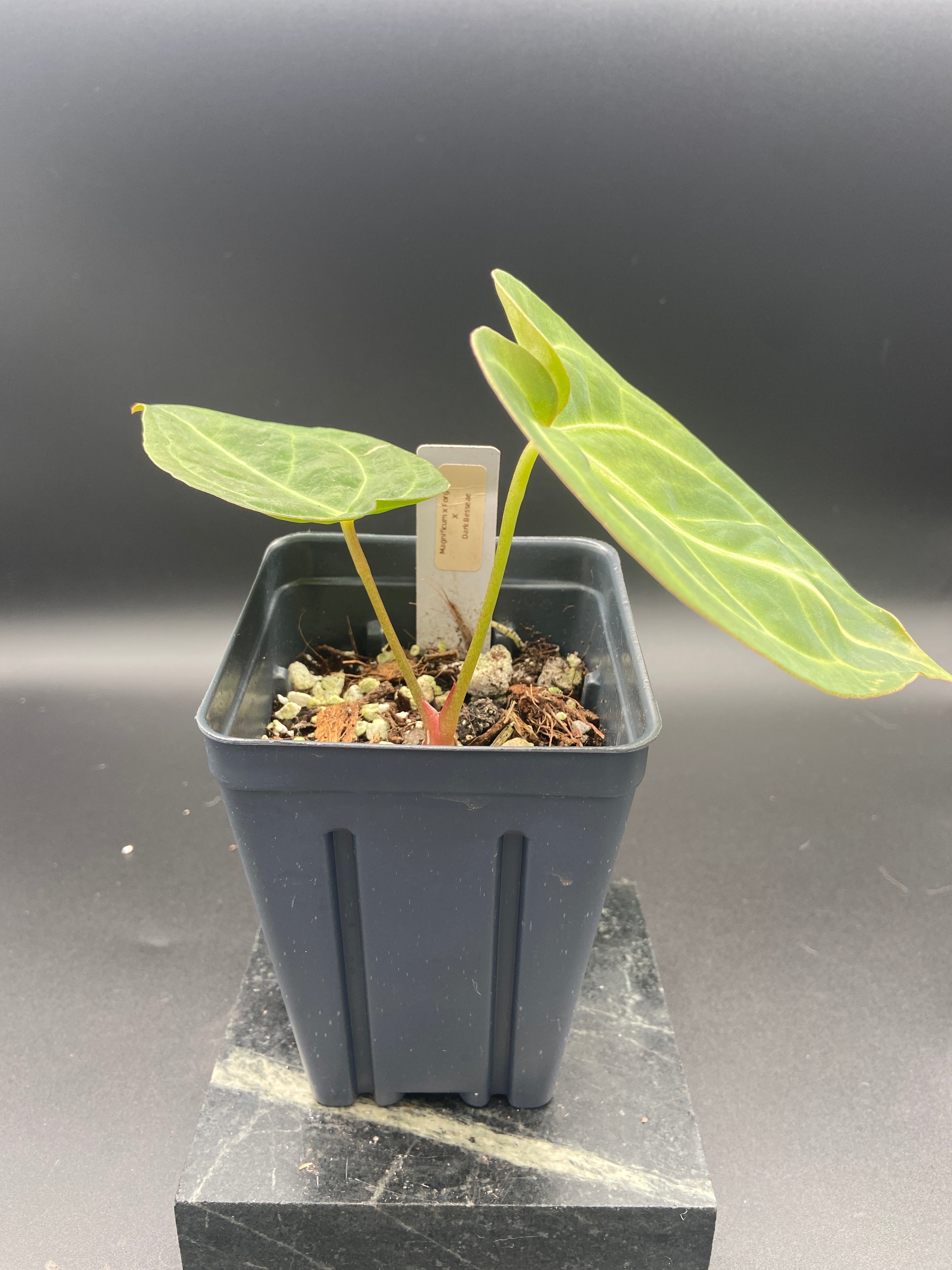 Anthurium (Magnificum x Forgetti) X Dark Besseae Aff. — WYSIWYG
