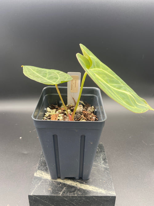 Anthurium (Magnificum x Forgetti) X Dark Besseae Aff. — WYSIWYG