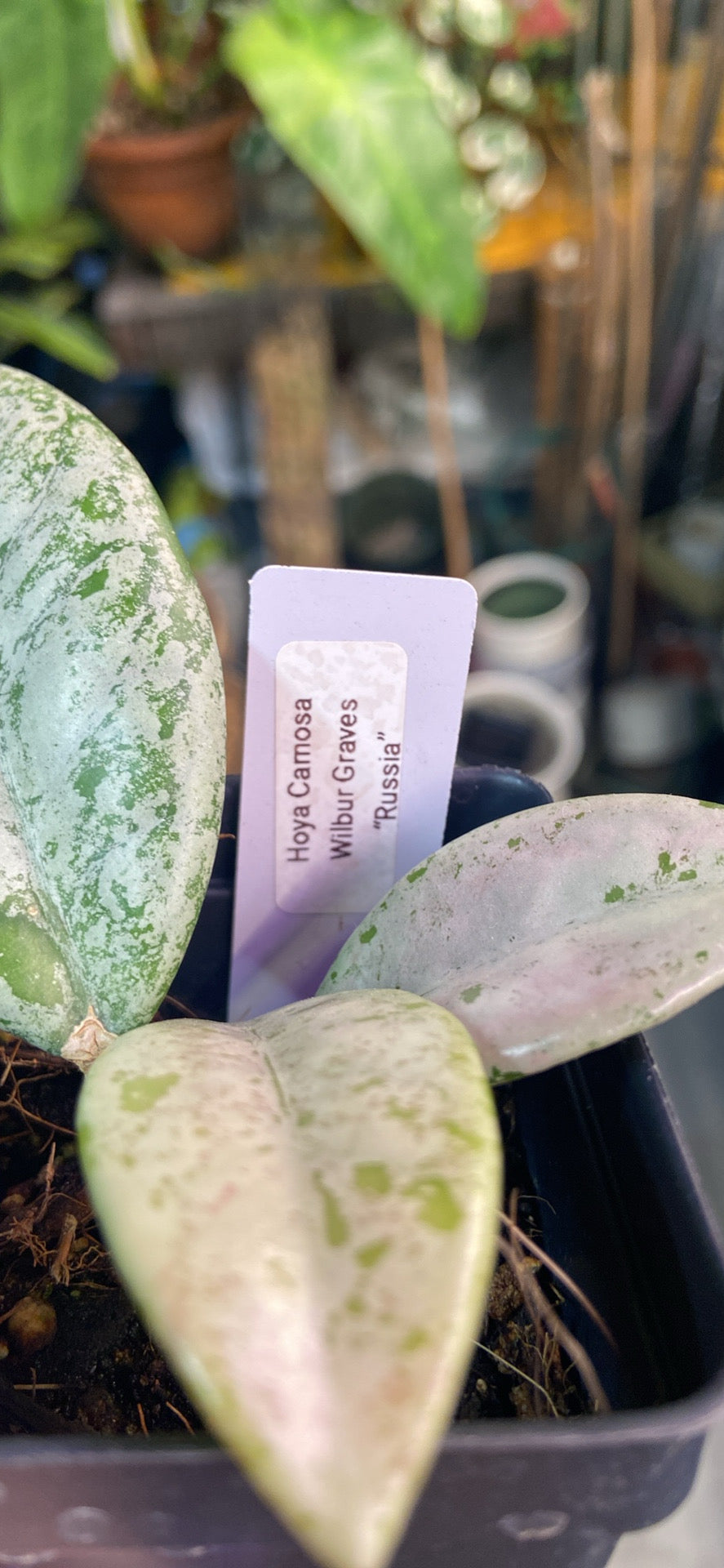 Hoya Carnosa 'Wilbur Graves' Russia — Grower's Choice