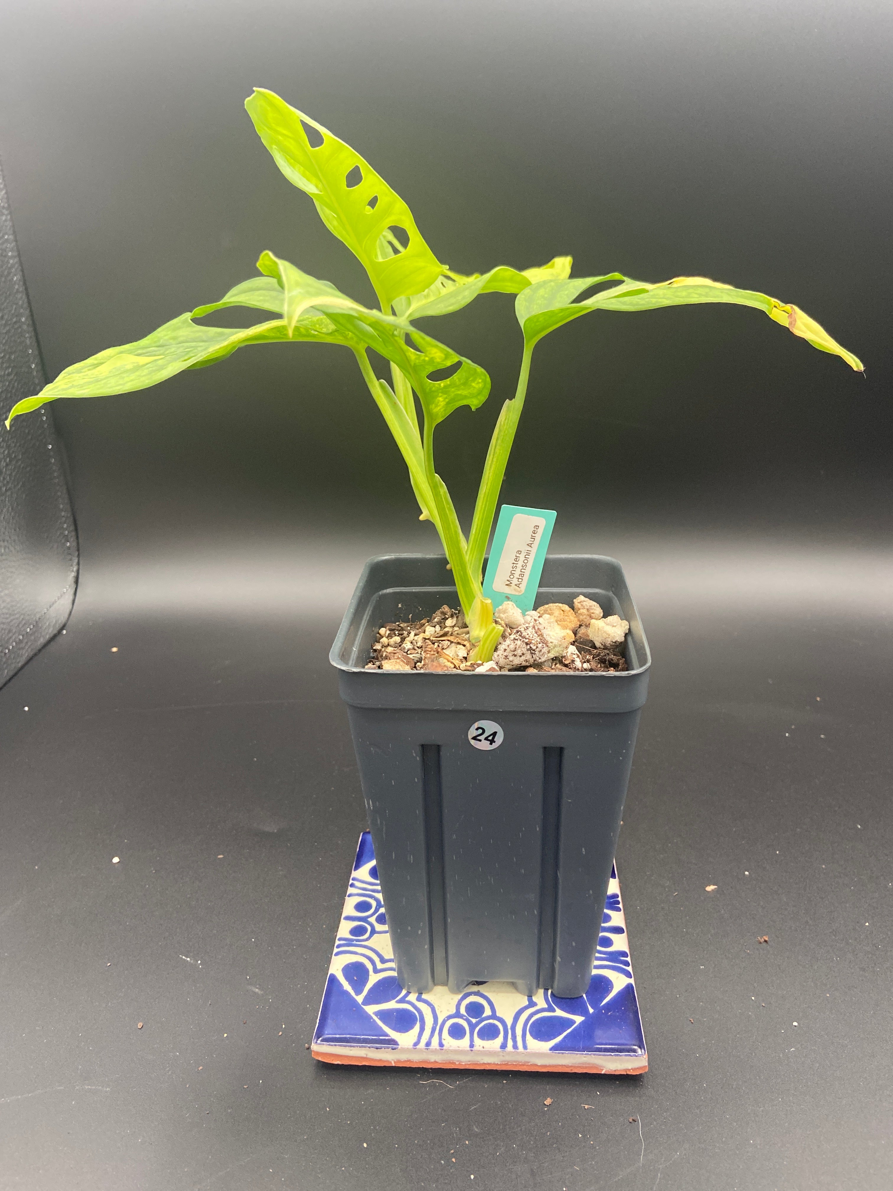 Monstera Adansonii Aurea — WYSIWYG
