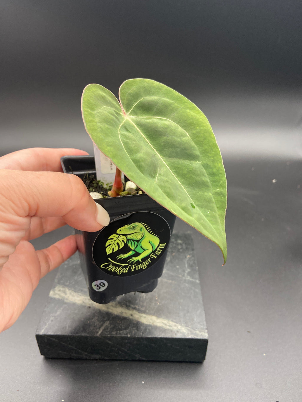 Anthurium Papillilaminum x Michelle — WYSIWYG Starter