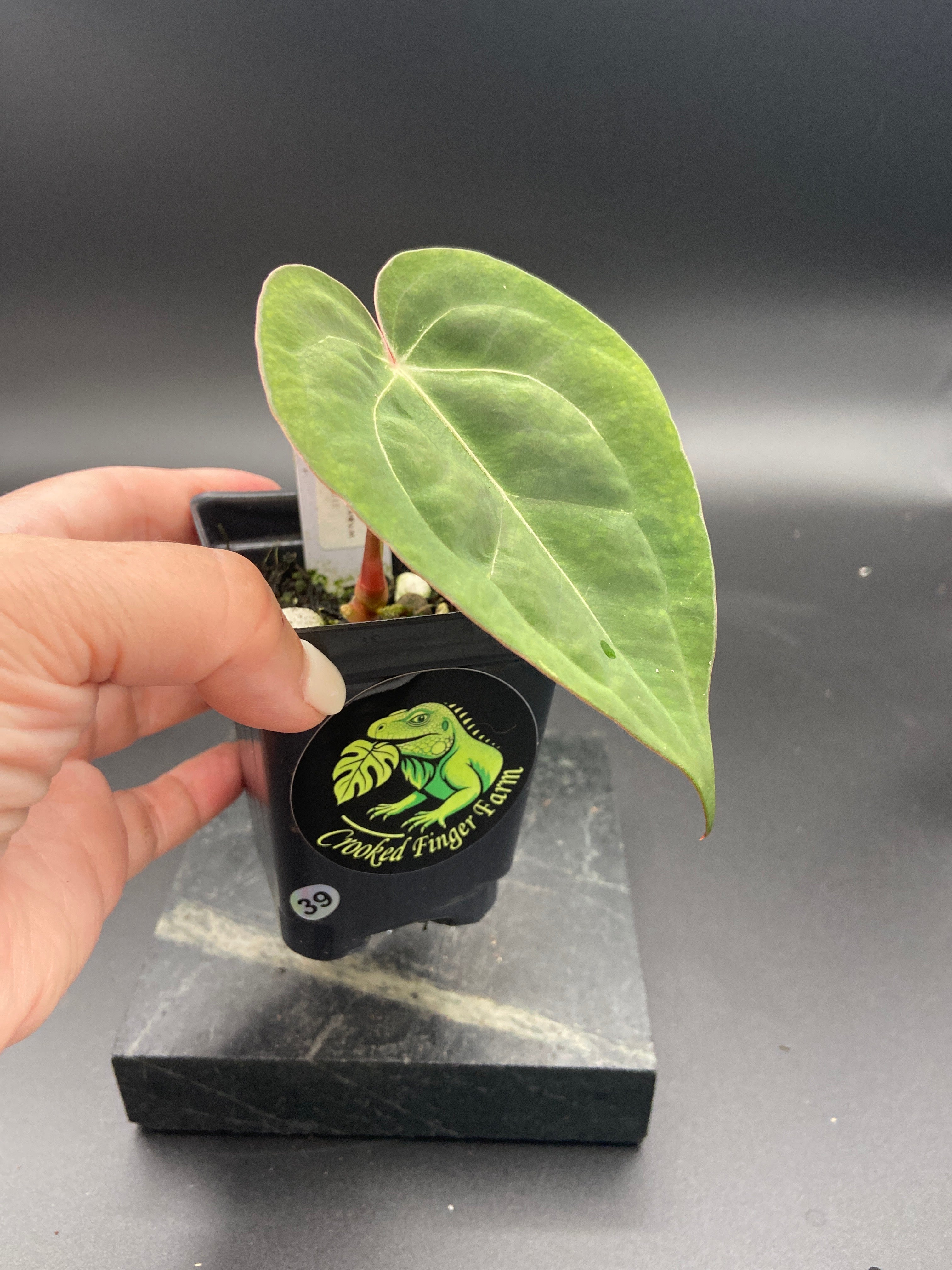 Anthurium Papillilaminum x Michelle — WYSIWYG Starter