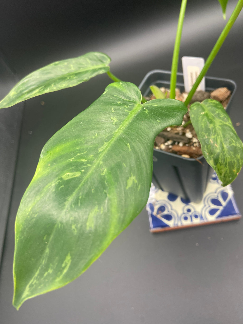 Philodendron Mottled Dragon — WYSIWYG