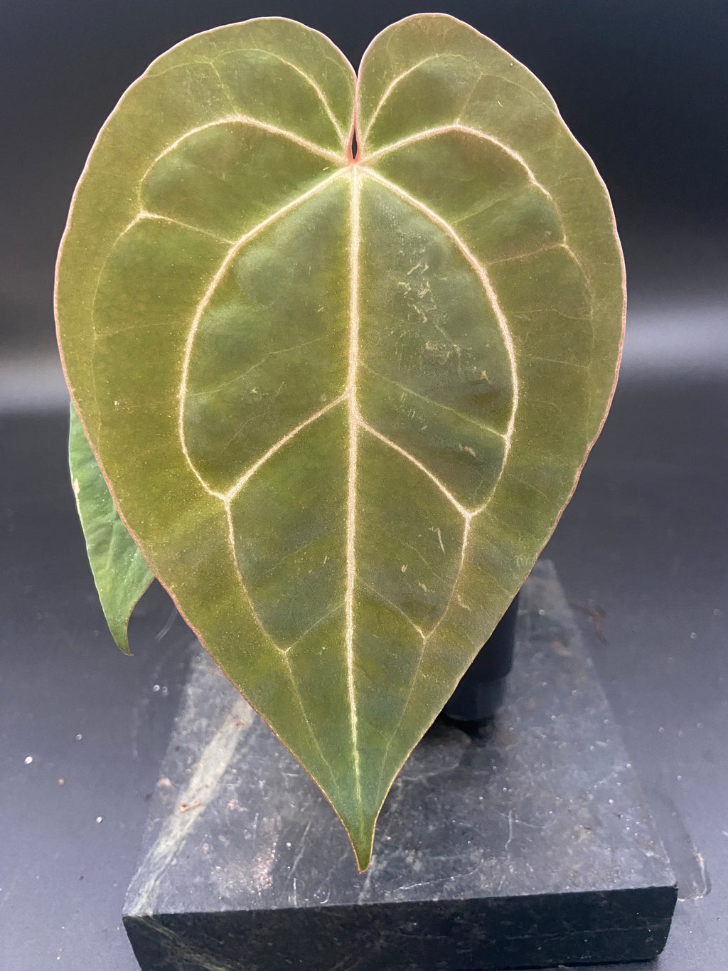 Anthurium Papillilaminum x Michelle — Grower's Choice Starter