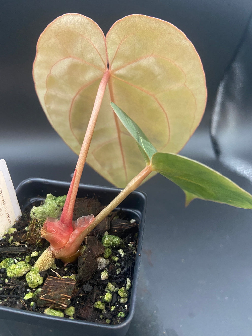 Anthurium Papillilaminum x Michelle — Grower's Choice Starter