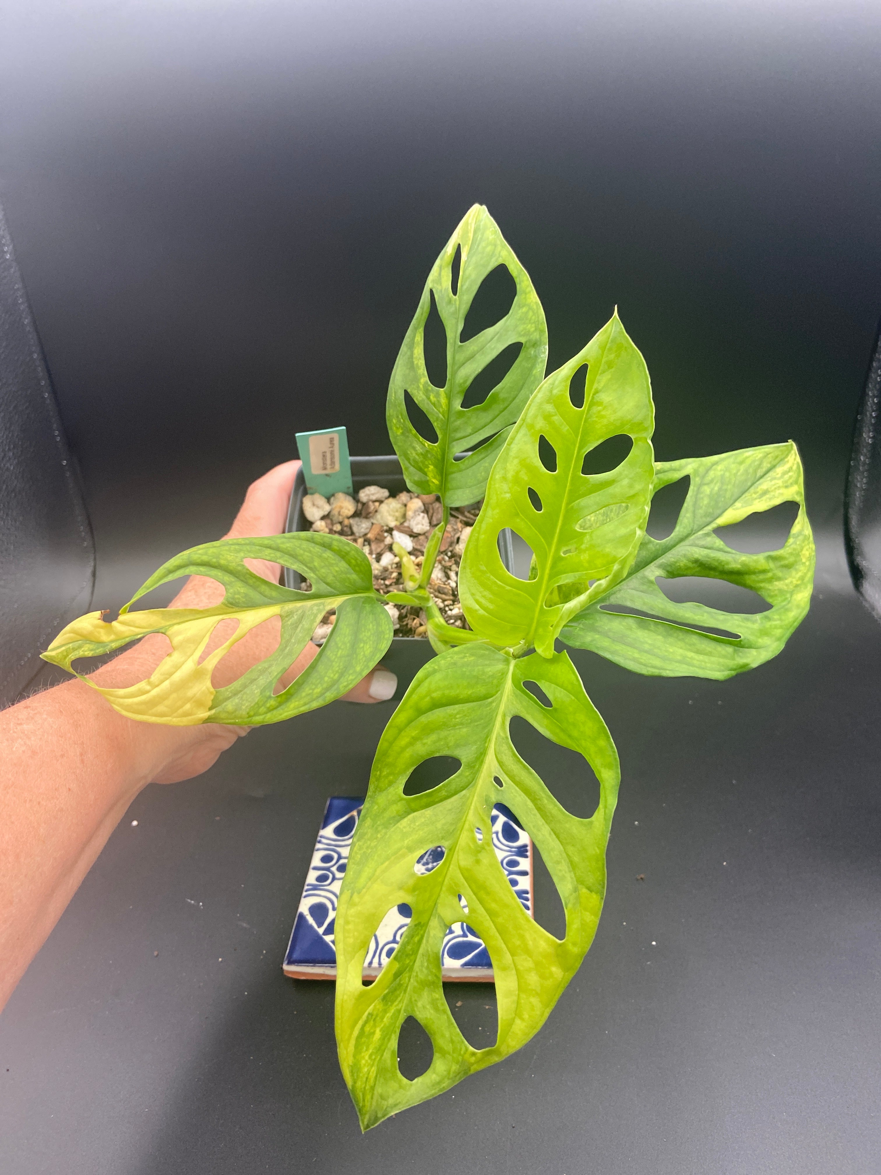 Monstera Adansonii Aurea — WYSIWYG