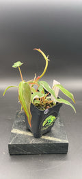 Philodendron Micans Velvet Halo — WYSIWYG