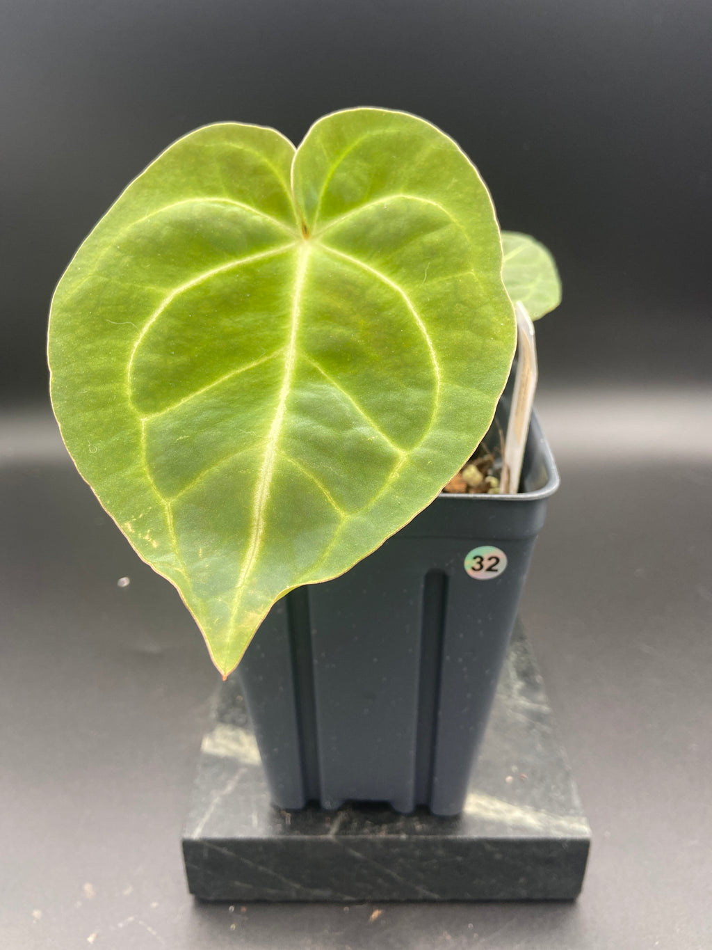 Anthurium (Magnificum x Forgetti) X Dark Besseae Aff. — WYSIWYG