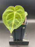 Anthurium (Magnificum x Forgetti) X Dark Besseae Aff. — WYSIWYG