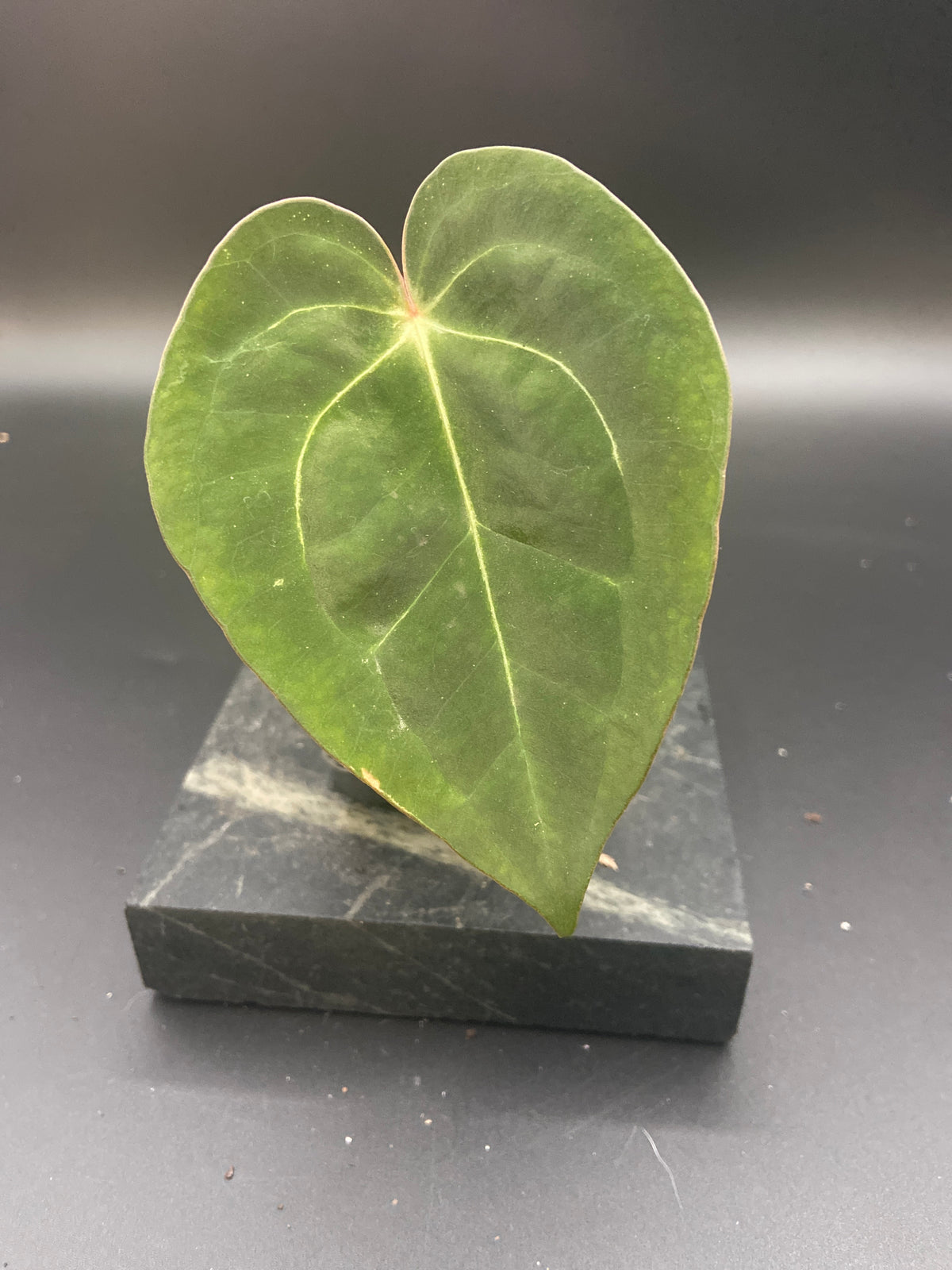 Anthurium Papillilaminum x Michelle — WYSIWYG Starter