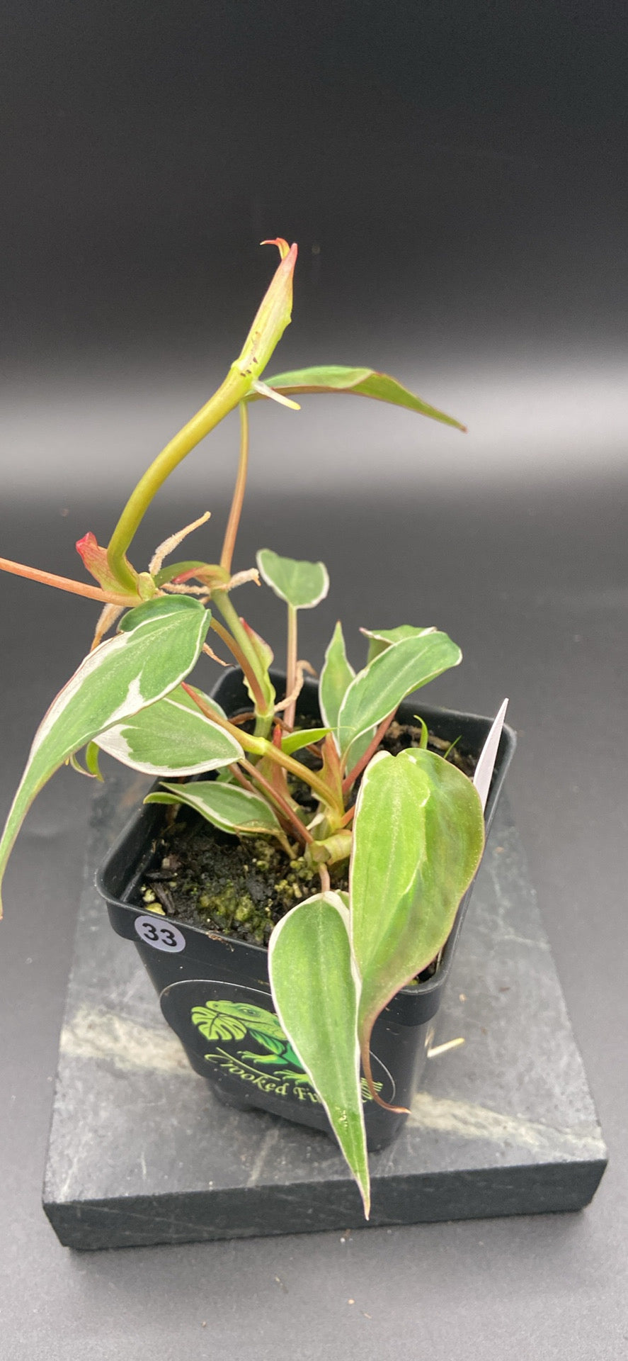 Philodendron Micans Velvet Halo — WYSIWYG