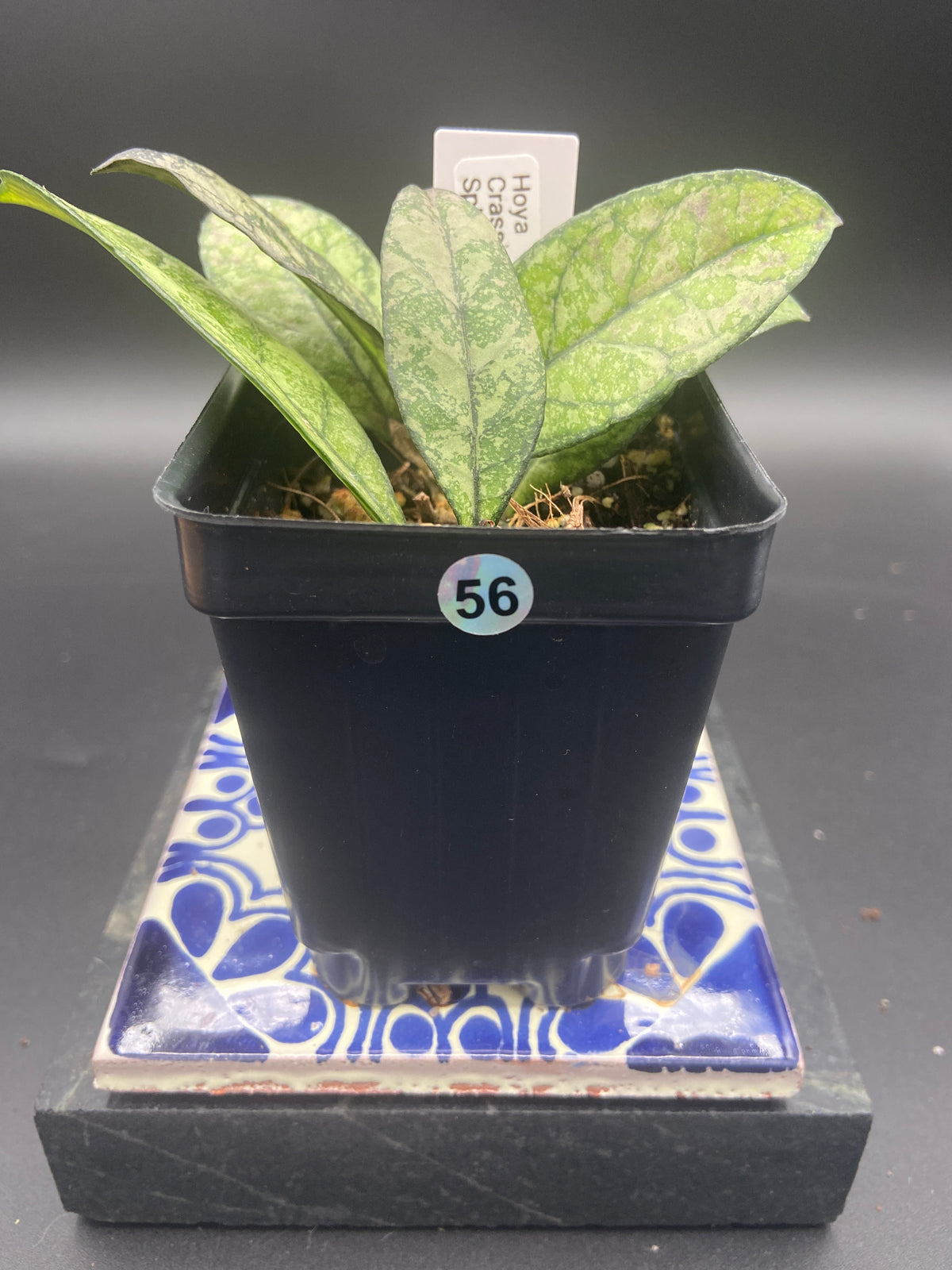 Hoya Crassipetiolata Splash — WYSIWYG