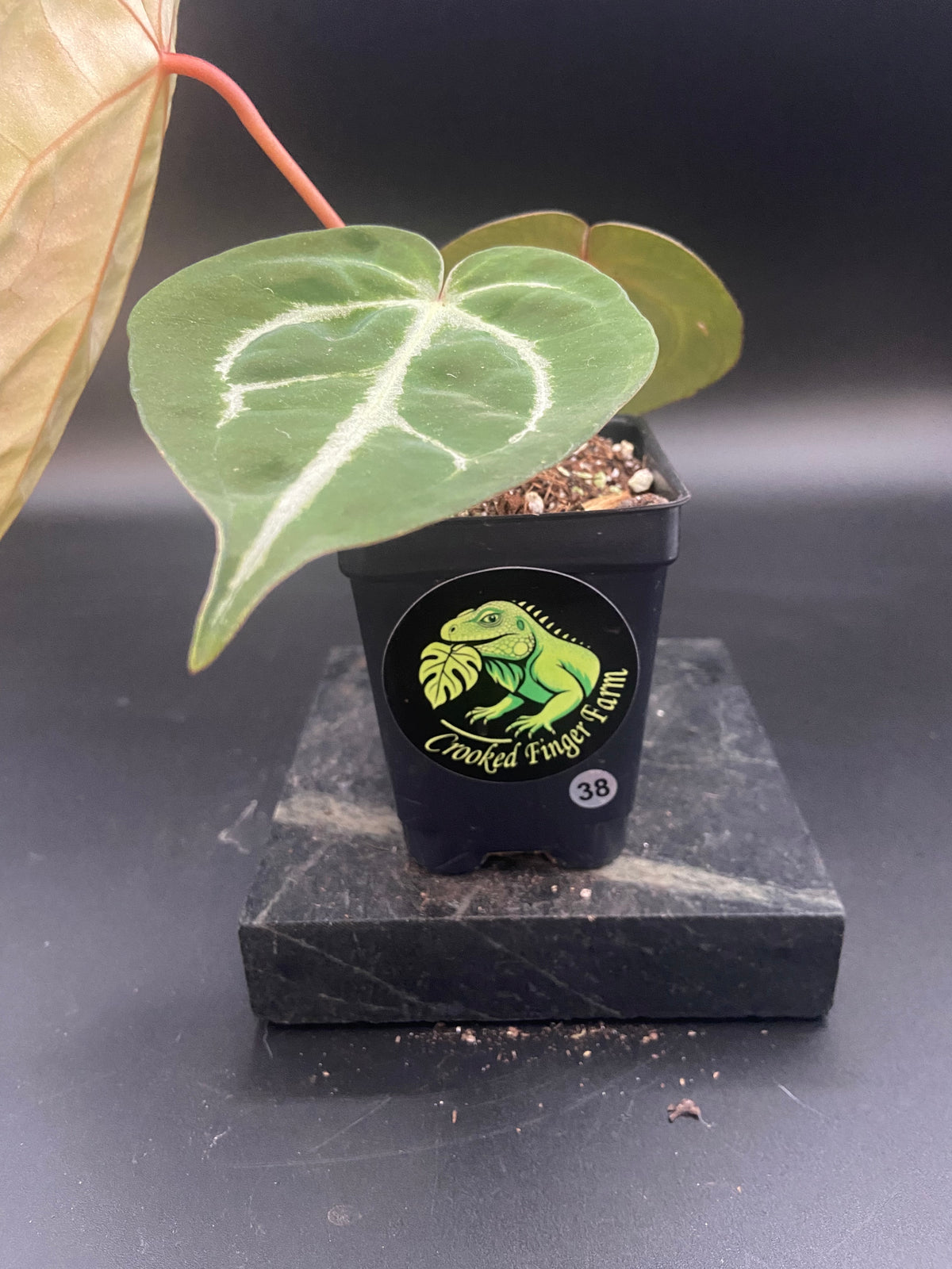 Anthurium (Magnificum x Forgetti) X Michelle. — WYSIWYG