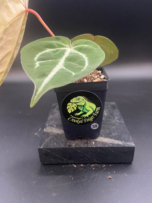 Anthurium (Magnificum x Forgetti) X Michelle. — WYSIWYG
