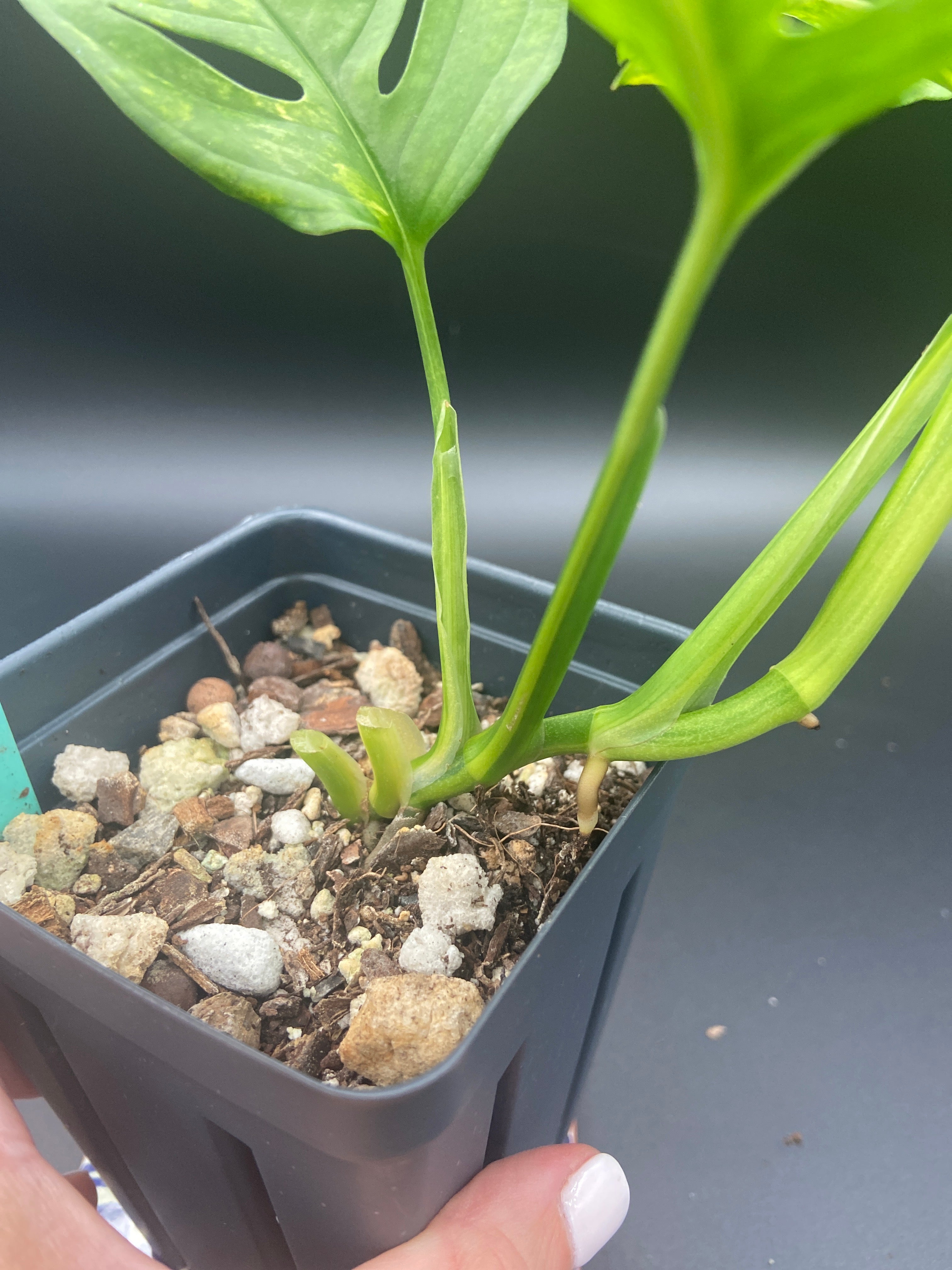 Monstera Adansonii Aurea — WYSIWYG