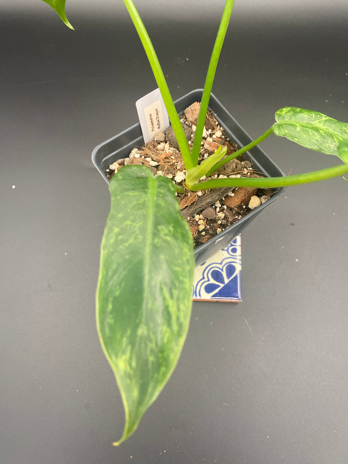 Philodendron Mottled Dragon — WYSIWYG