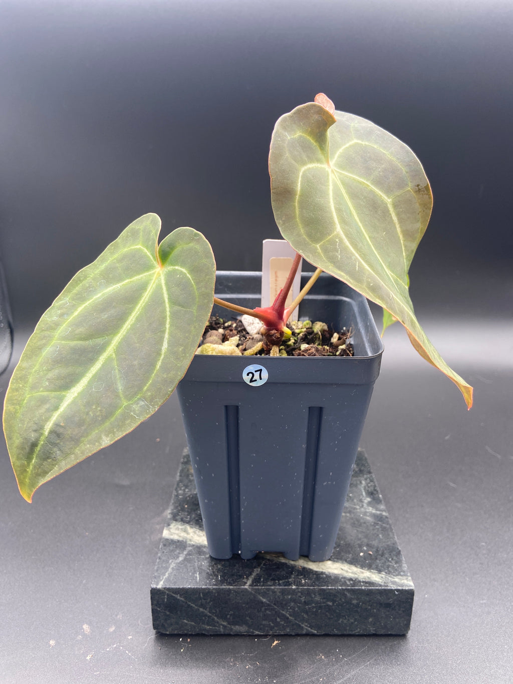 Anthurium (Magnificum x Forgetti) X Dark Besseae Aff. — WYSIWYG