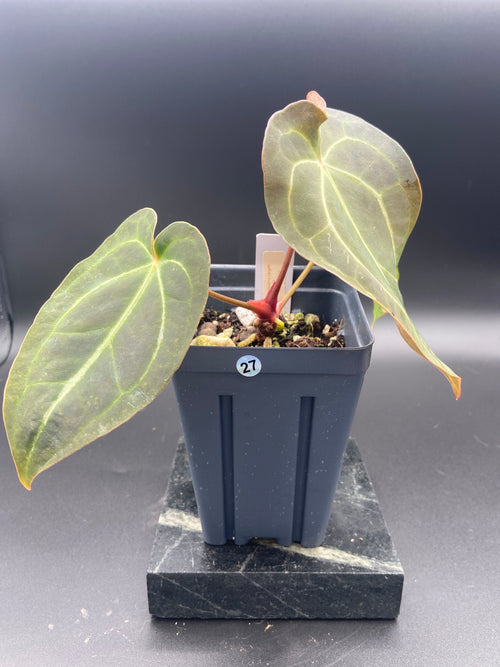 Anthurium (Magnificum x Forgetti) X Dark Besseae Aff. — WYSIWYG