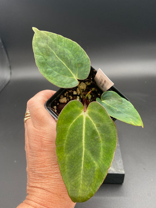 Anthurium Michelle x Open Pollination — WYSIWYG Starter