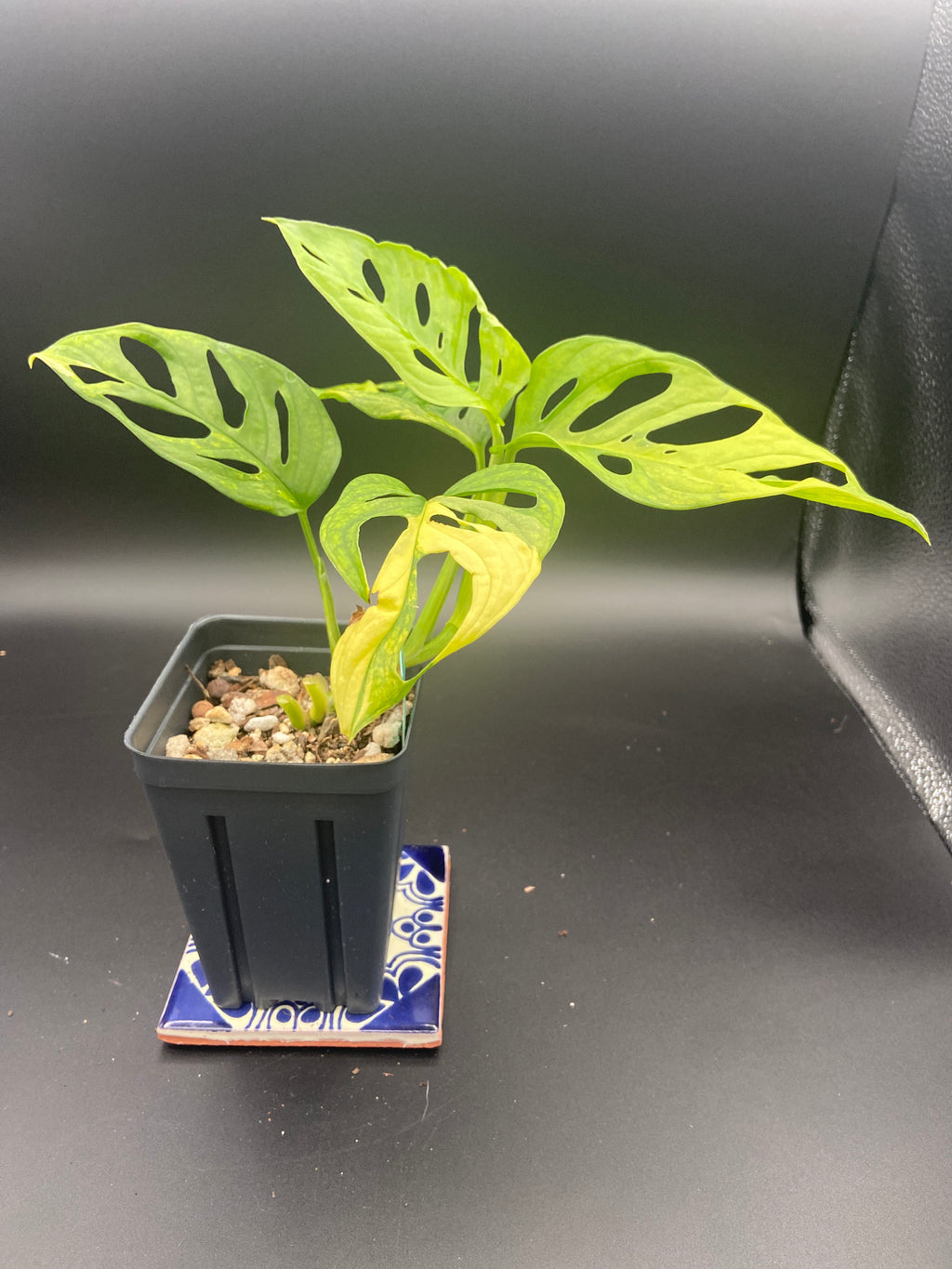 Monstera Adansonii Aurea — WYSIWYG