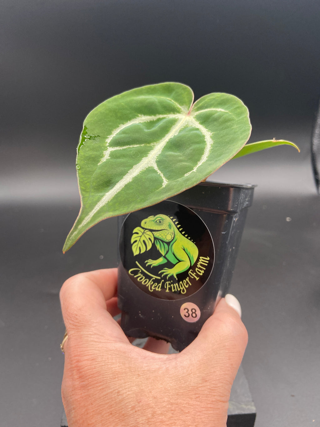 Anthurium (Magnificum x Forgetti) X Michelle. — WYSIWYG