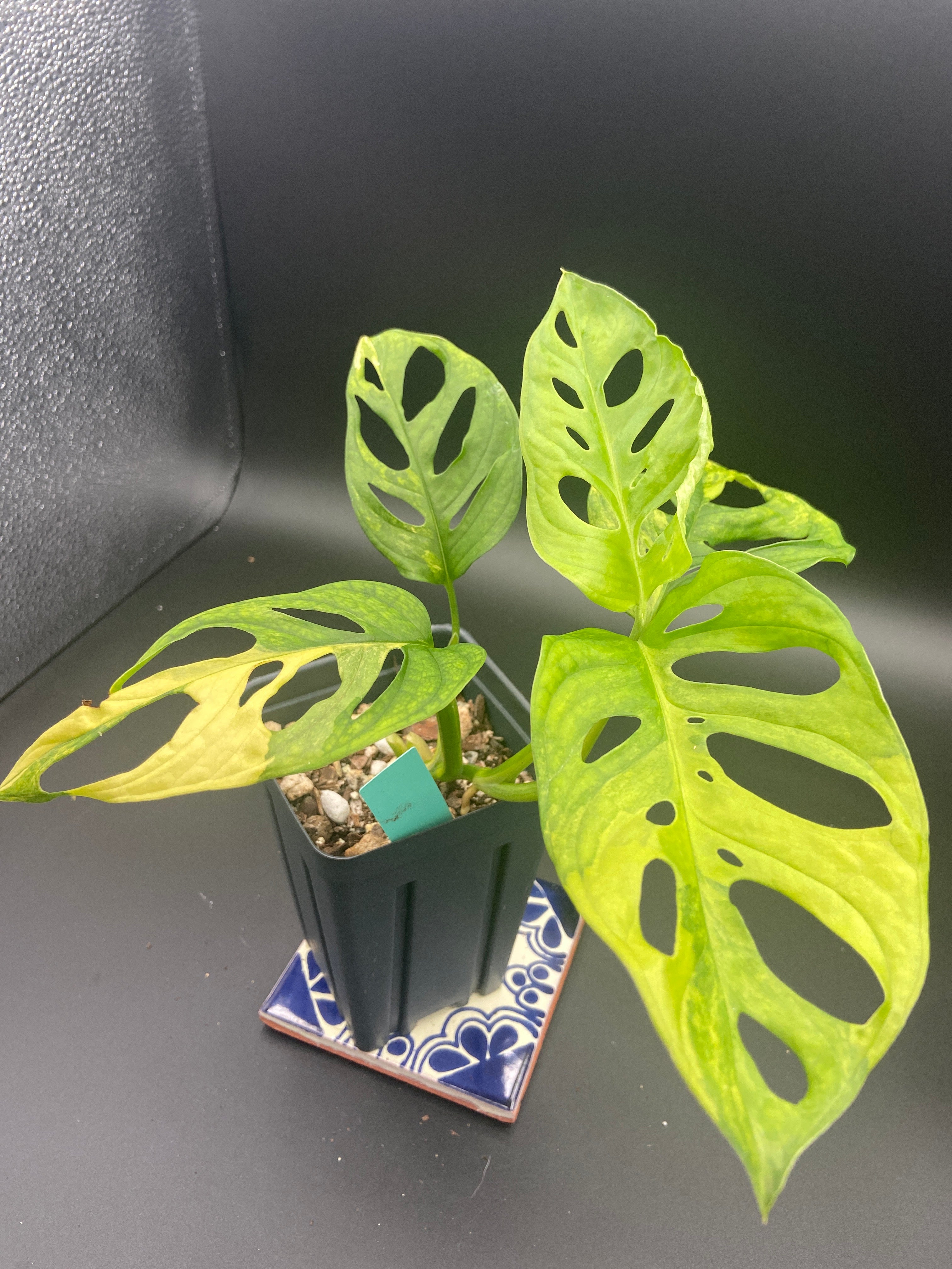 Monstera Adansonii Aurea — WYSIWYG
