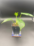 Philodendron Mottled Dragon — WYSIWYG