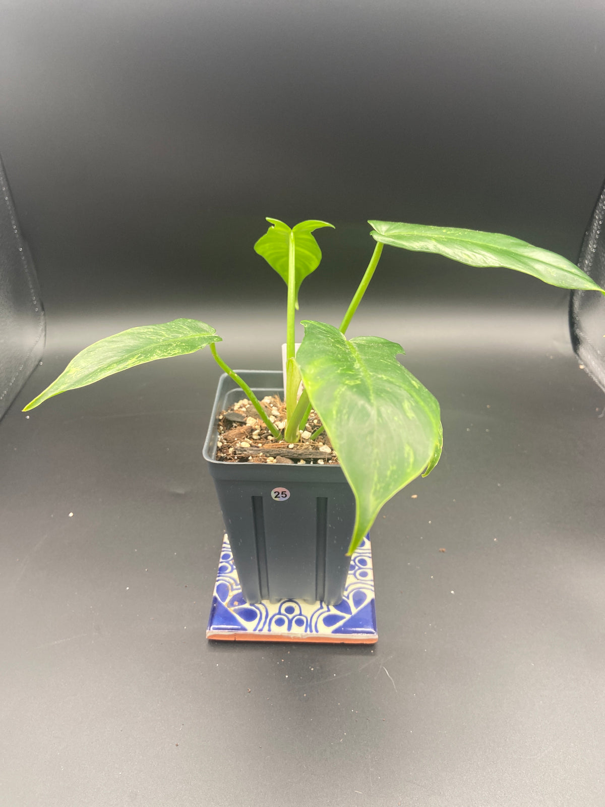 Philodendron Mottled Dragon — WYSIWYG