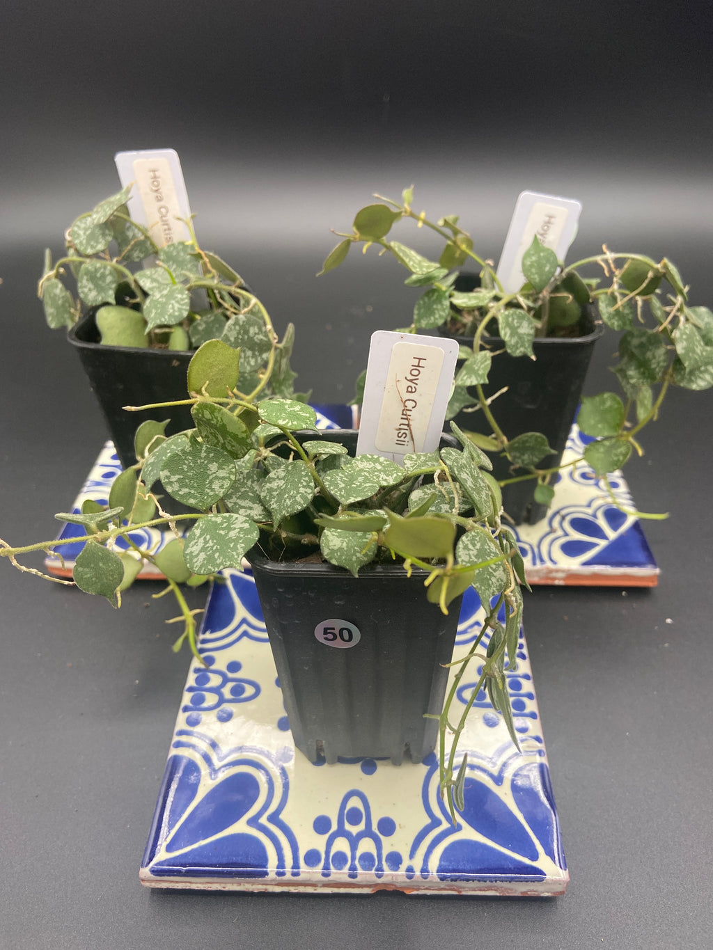 Hoya Curtisii