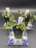 Hoya Curtisii