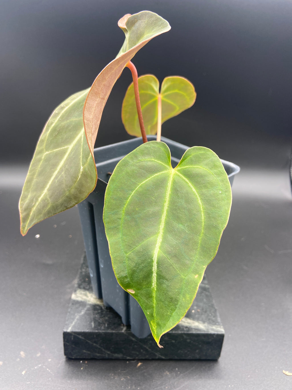 Anthurium (Magnificum x Forgetti) X Dark Besseae Aff. — WYSIWYG