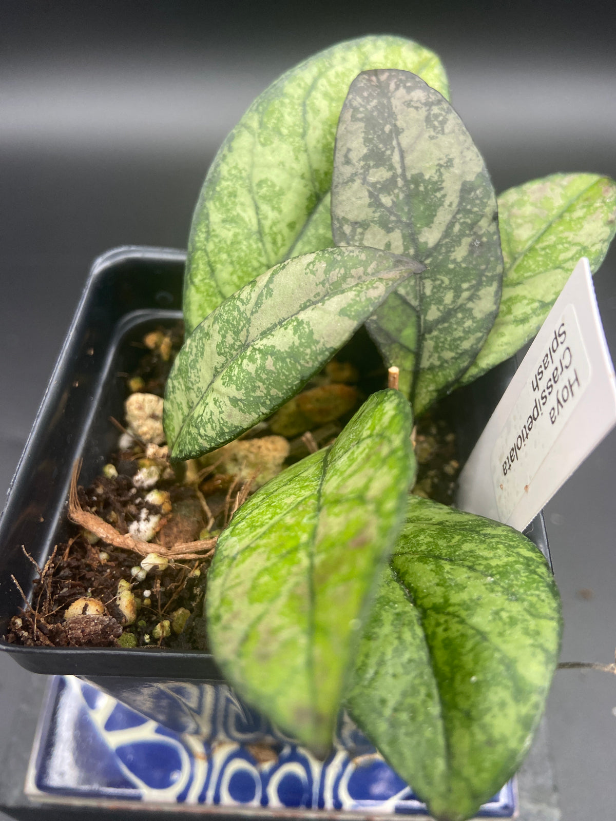 Hoya Crassipetiolata Splash — WYSIWYG