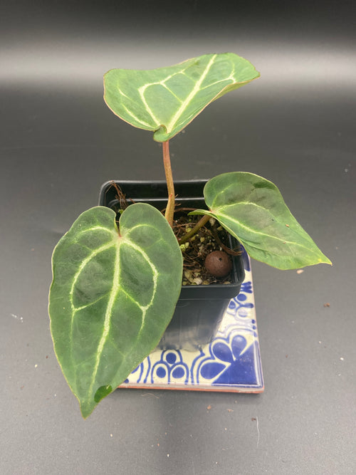 Anthurium Michelle x Open Pollination — WYSIWYG Starter
