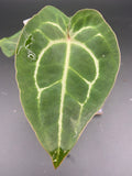 Anthurium Michelle x Open Pollination — WYSIWYG Starter