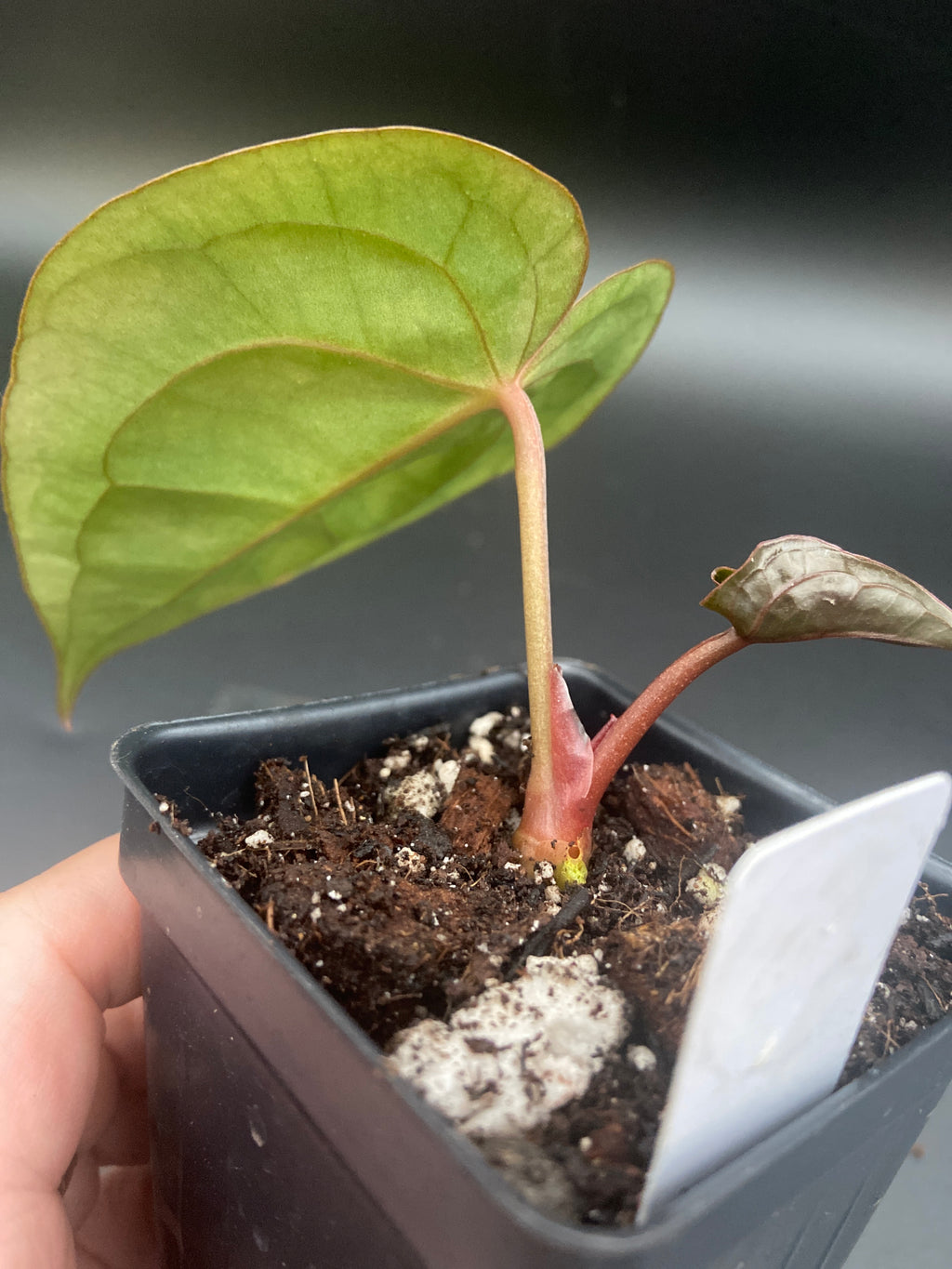Anthurium Papillilaminum x Michelle — WYSIWYG Starter