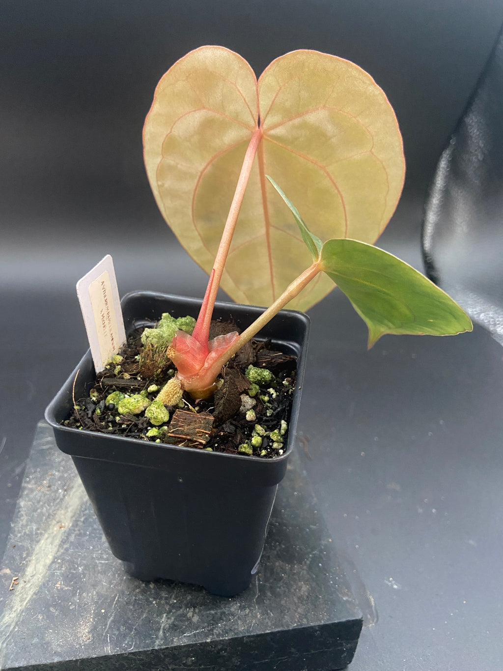 Anthurium Papillilaminum x Michelle — Grower's Choice Starter