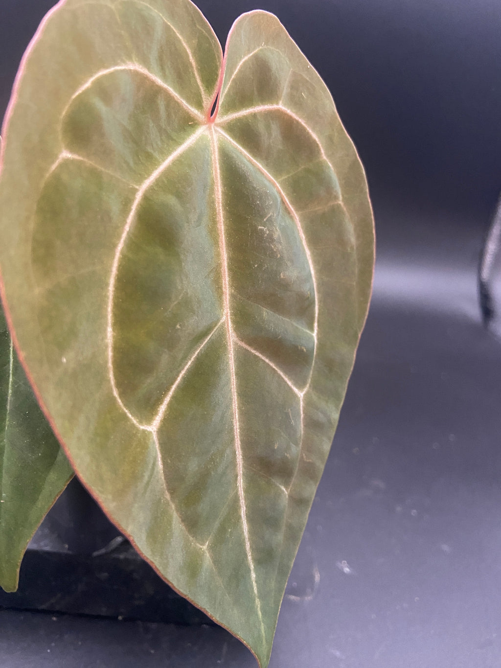 Anthurium Papillilaminum x Michelle — Grower's Choice Starter