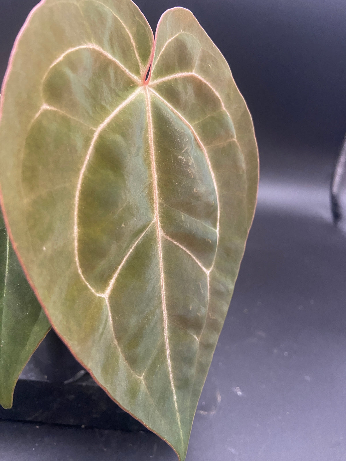 Anthurium Papillilaminum x Michelle — Grower's Choice Starter