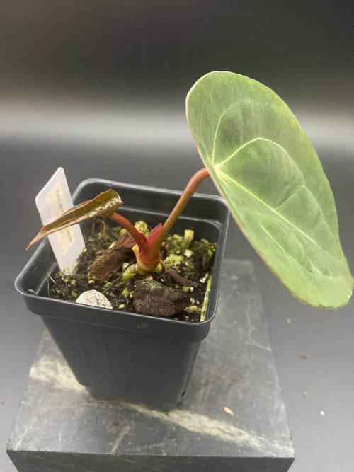 Anthurium Papillilaminum x Michelle — WYSIWYG Starter