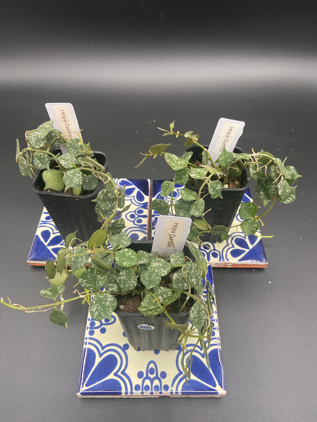 Hoya Curtisii