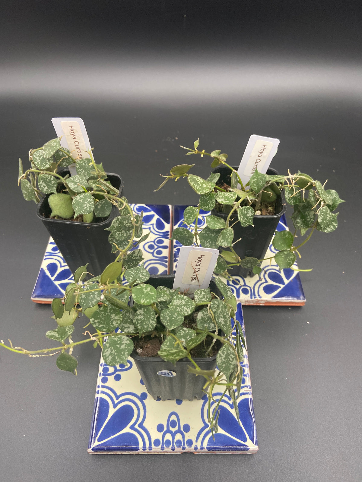 Hoya Curtisii