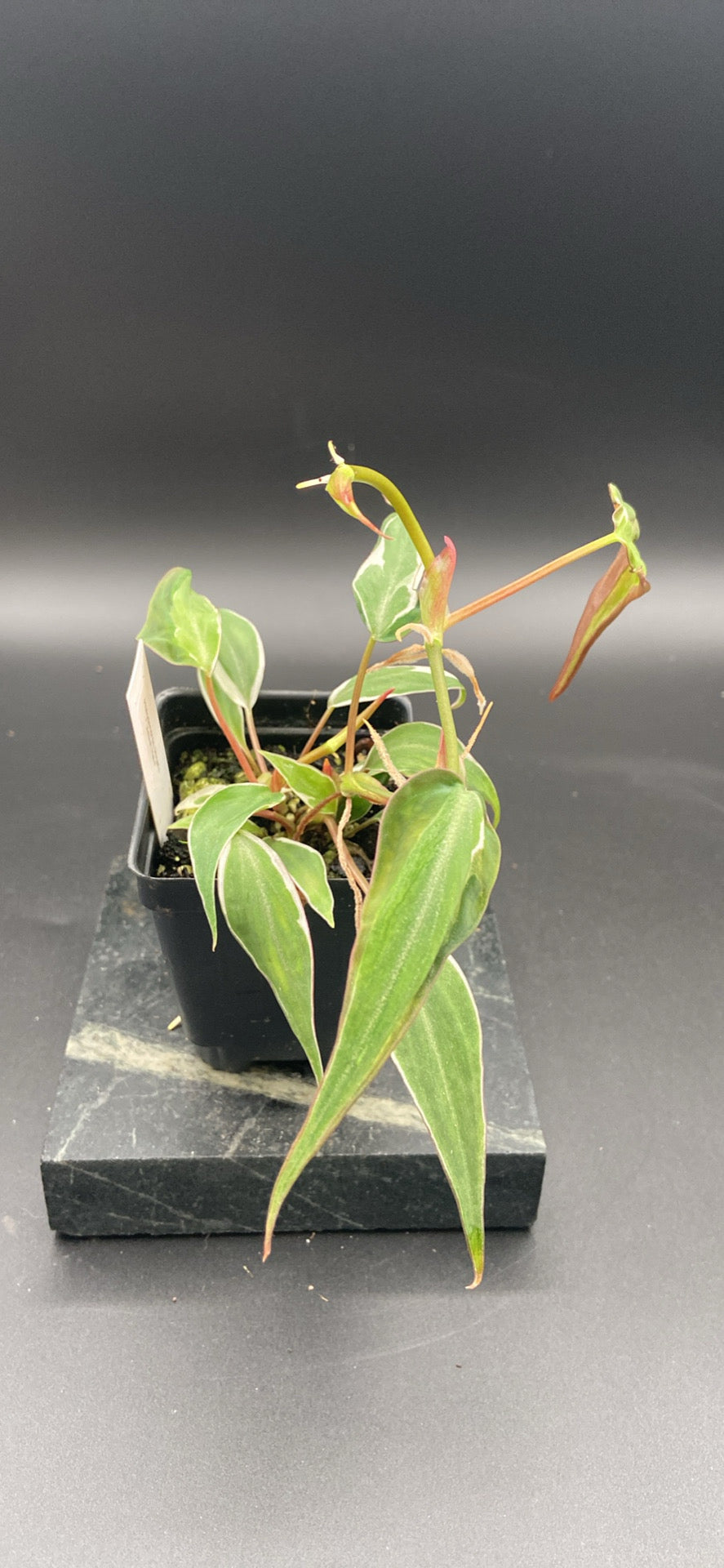 Philodendron Micans Velvet Halo — WYSIWYG