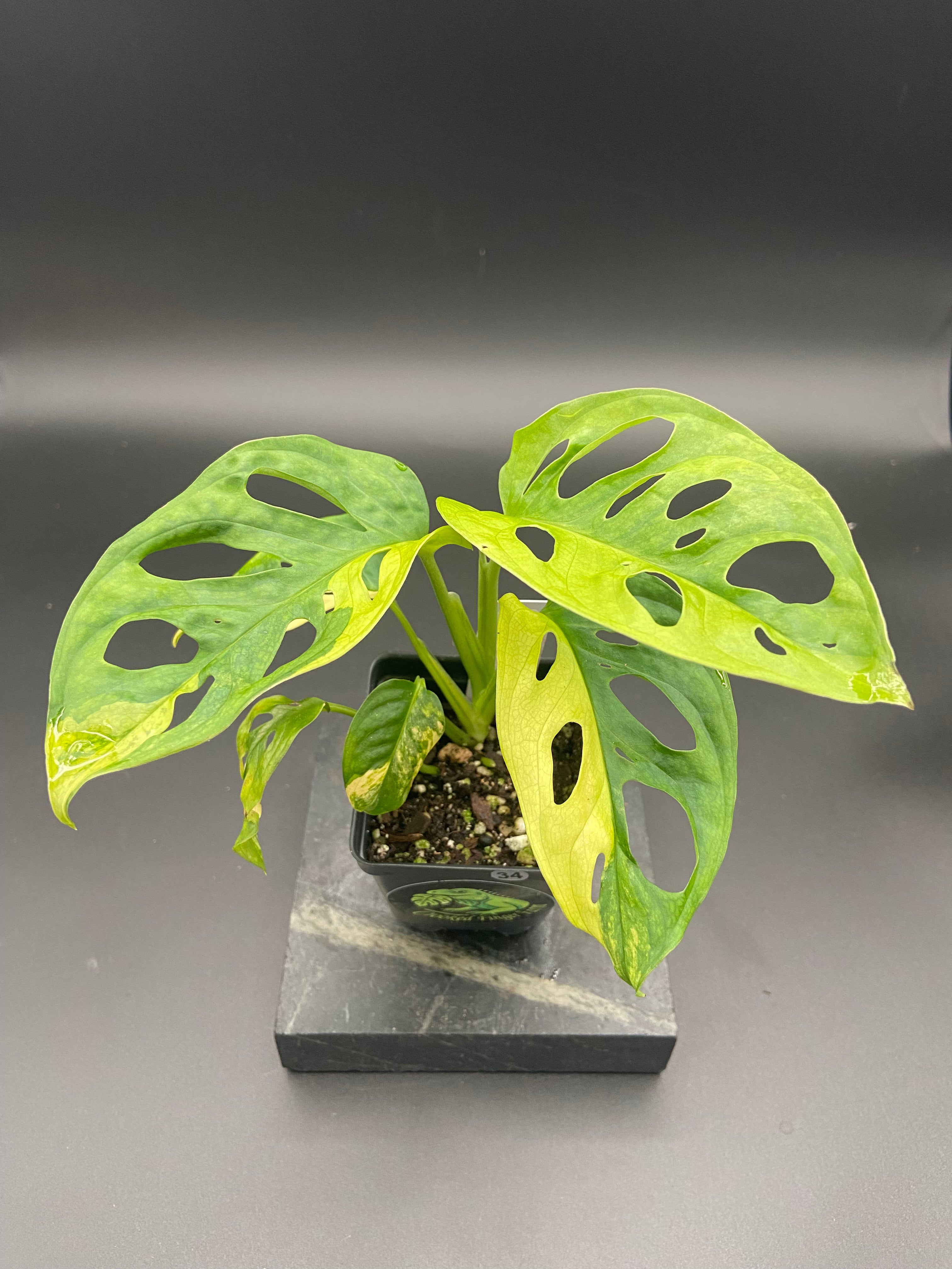 Monstera Adansonii Aurea — WYSIWYG
