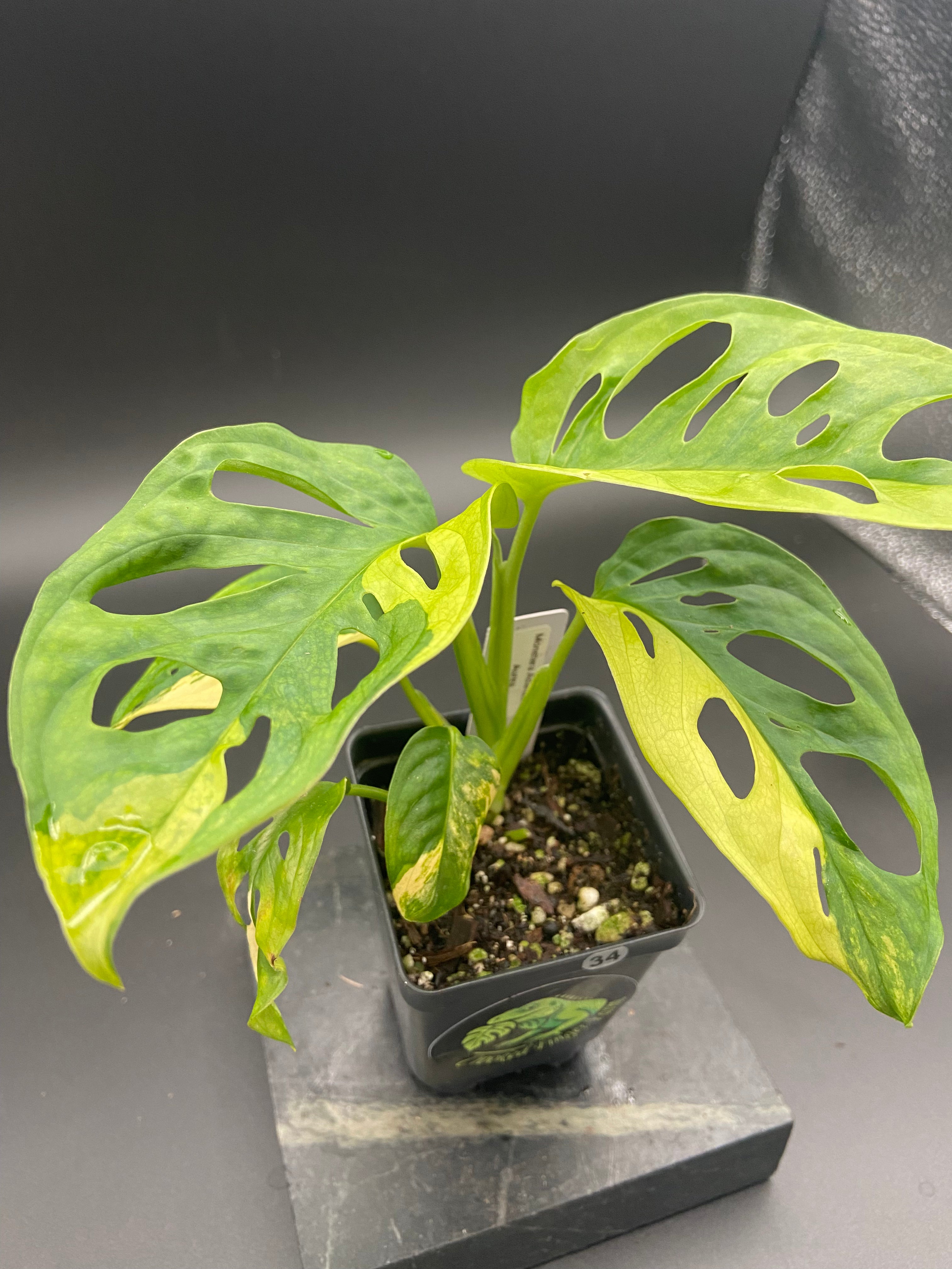 Monstera Adansonii Aurea — WYSIWYG