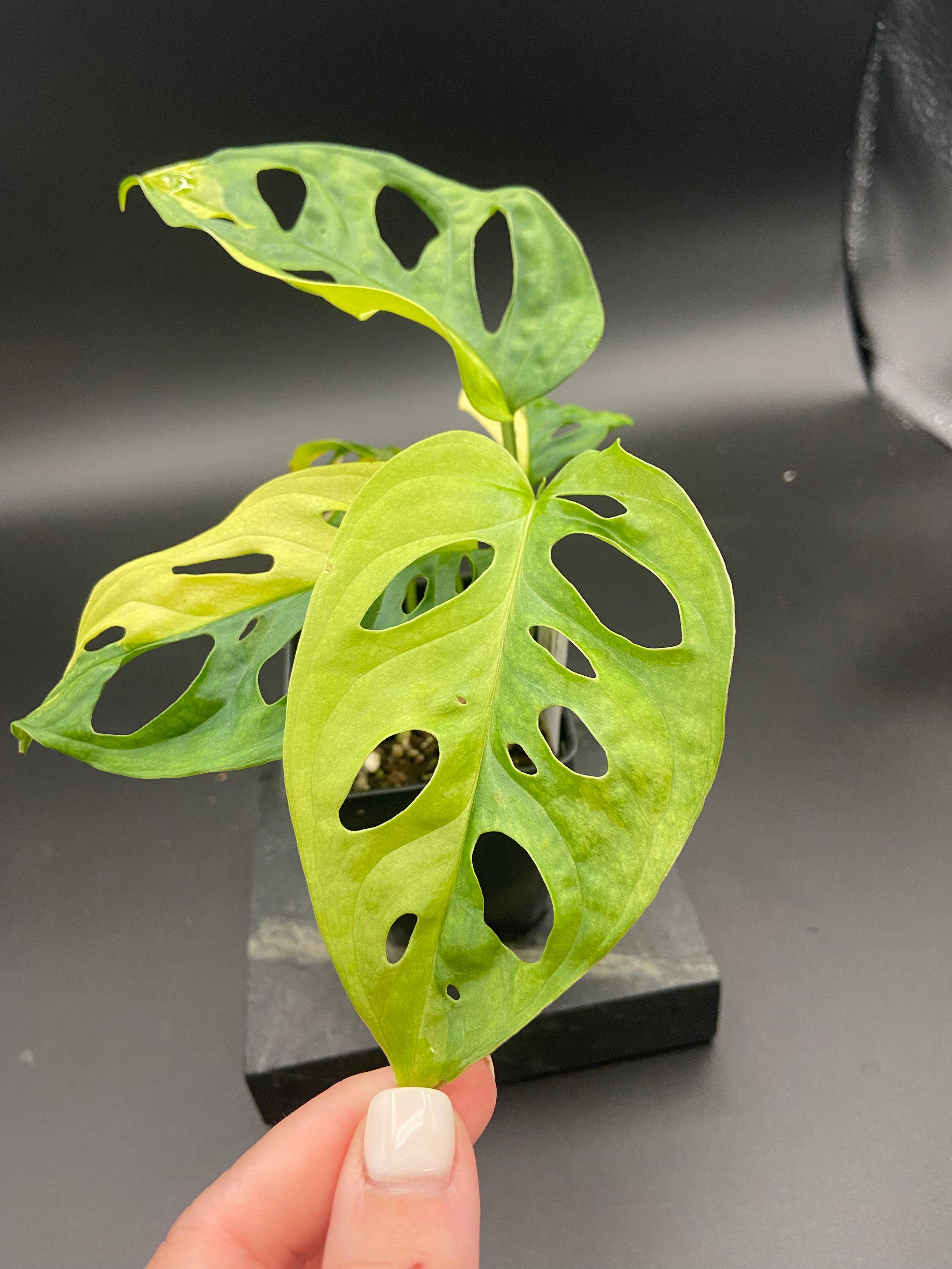 Monstera Adansonii Aurea — WYSIWYG