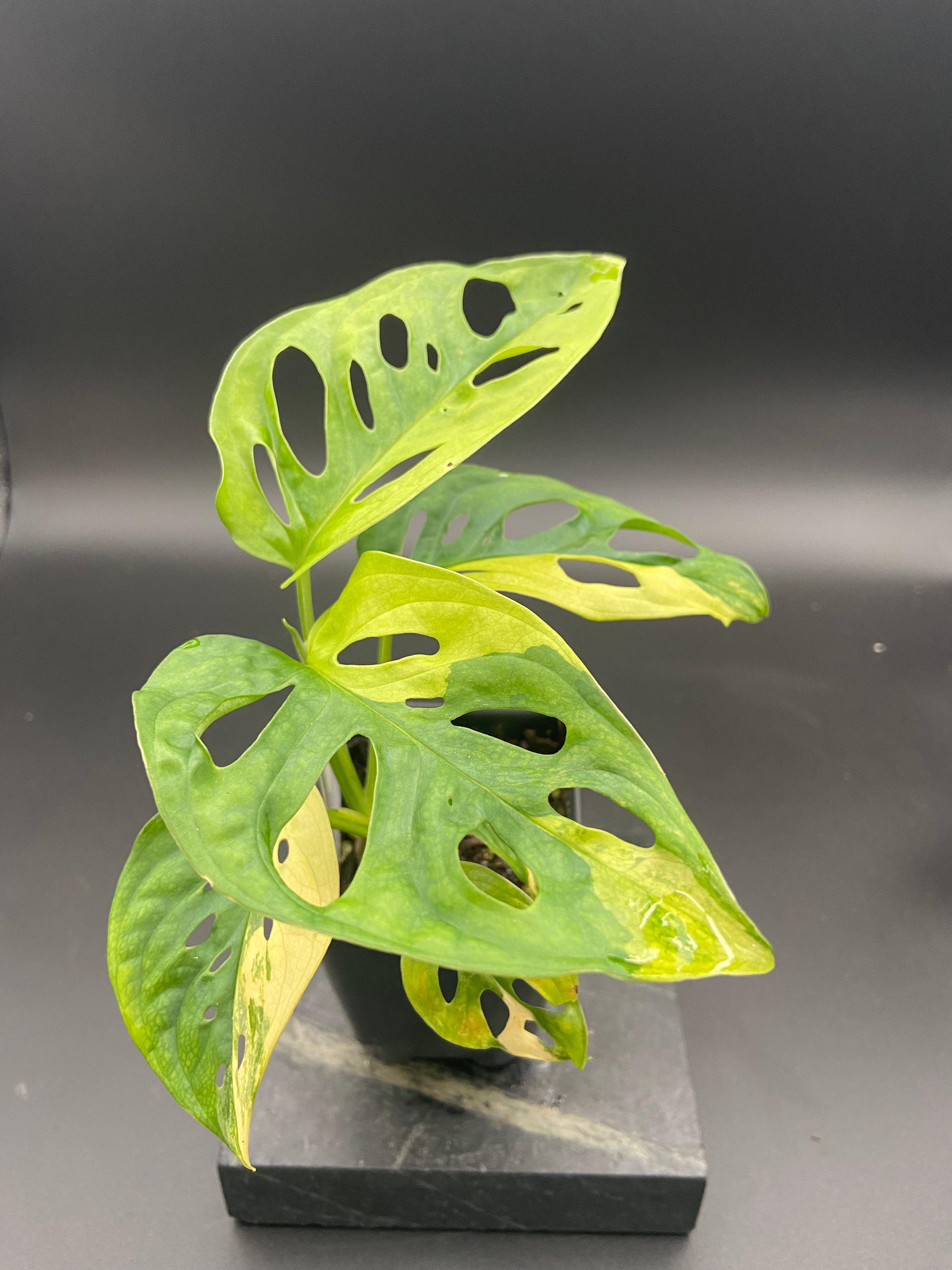 Monstera Adansonii Aurea — WYSIWYG