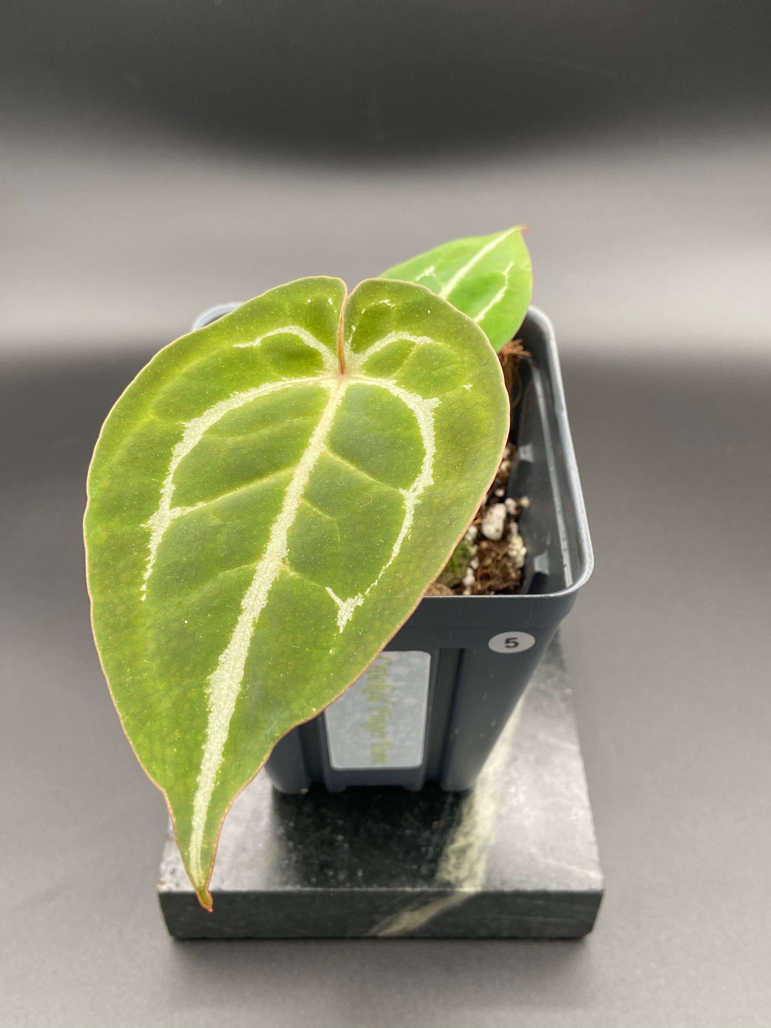 Anthurium (Magnificum x Forgetti) X Michelle. — WYSIWYG